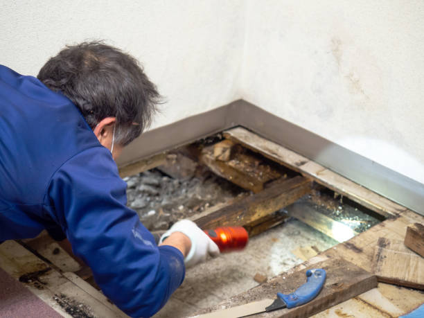 Best Mold Remediation for Specific Building Types in Azusa, CA
