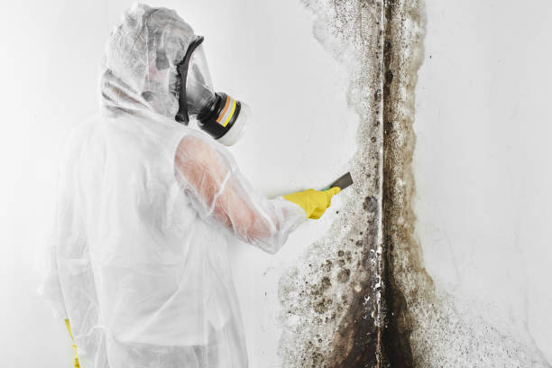 Trusted Azusa, CA Mold Remediation Experts