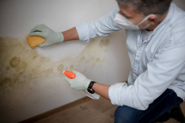 Best Industrial Mold Remediation in Azusa, CA