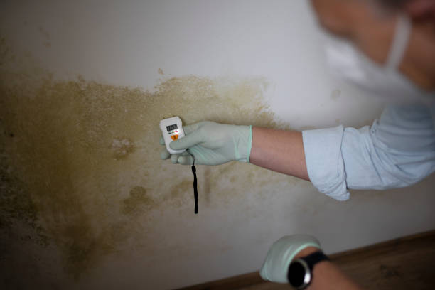 Best Black Mold Remediation in Azusa, CA