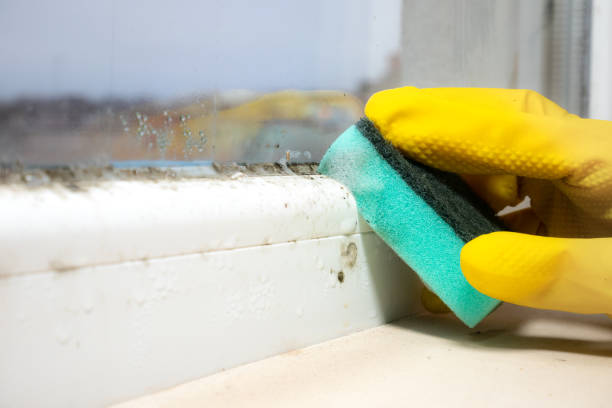 Best Crawl Space Mold Remediation in Azusa, CA