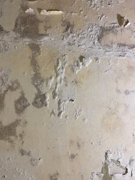 Best Commercial Mold Remediation in Azusa, CA