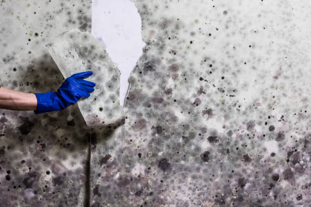 Best Preventive Mold Services in Azusa, CA