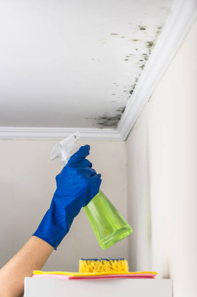 Best Mold Remediation for Schools in Azusa, CA
